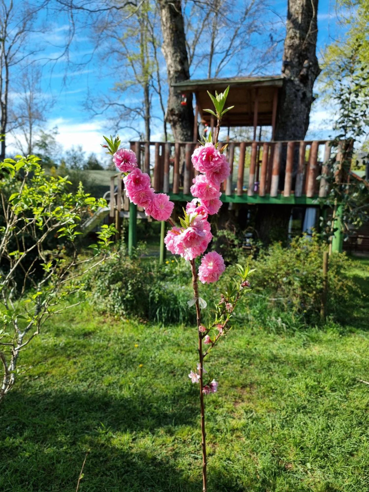 La Casa Del Arbol Villarrica Cabanas-Piscina-Tinajas Exterior foto